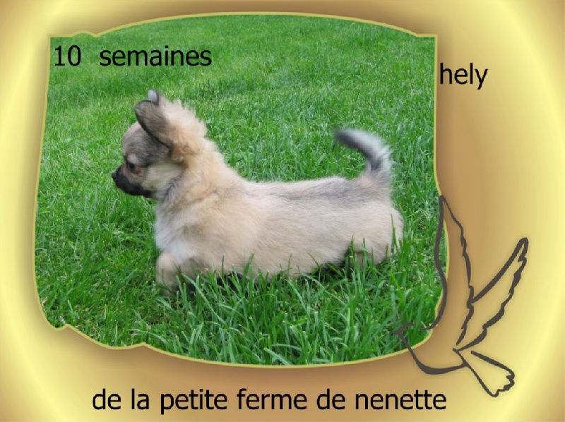 Hely de La Petite Ferme De Nénette