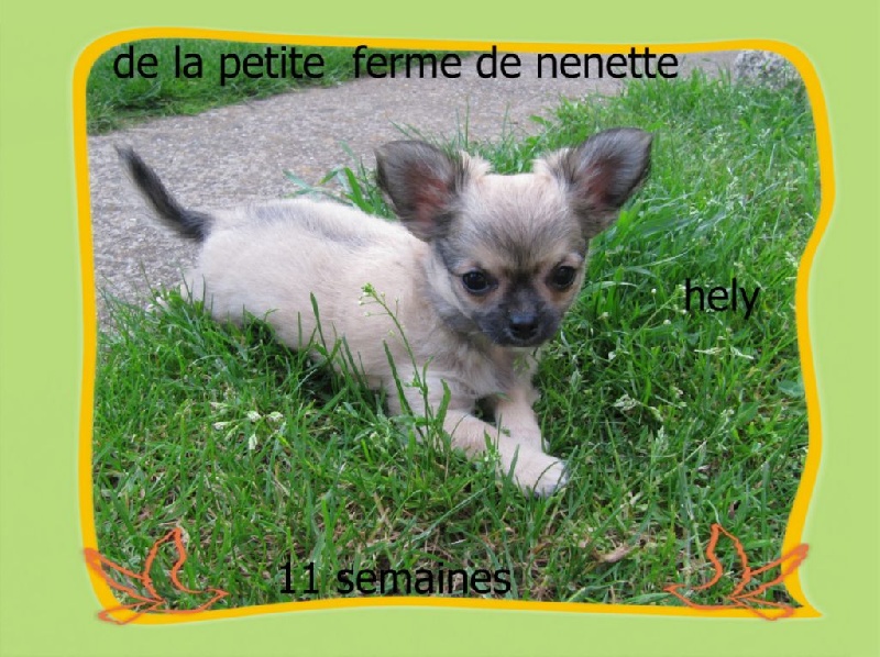 Hely de La Petite Ferme De Nénette