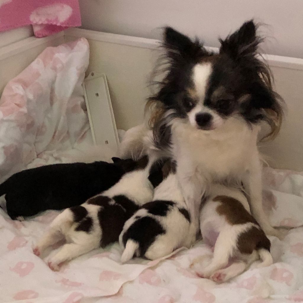 El Techichi Lorena - Chihuahua - Portée née le 28/02/2020