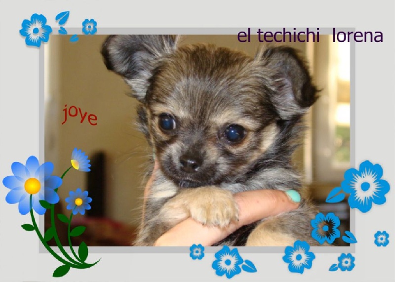 El Techichi Lorena - Chihuahua - Portée née le 17/02/2014